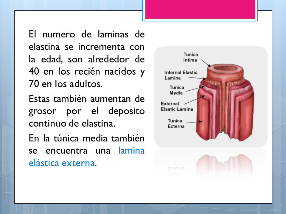 El numero de laminas de elastina se incrementa con la edad, son alrededor de 40 en los recién nacidos y 70 en los adultos.