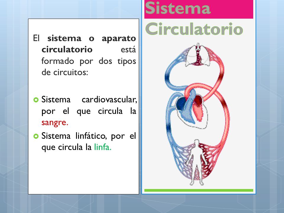Sistema Circulatorio El sistema o aparato circulatorio está formado por dos tipos de circuitos: