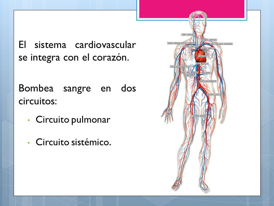 El sistema cardiovascular se integra con el corazón.