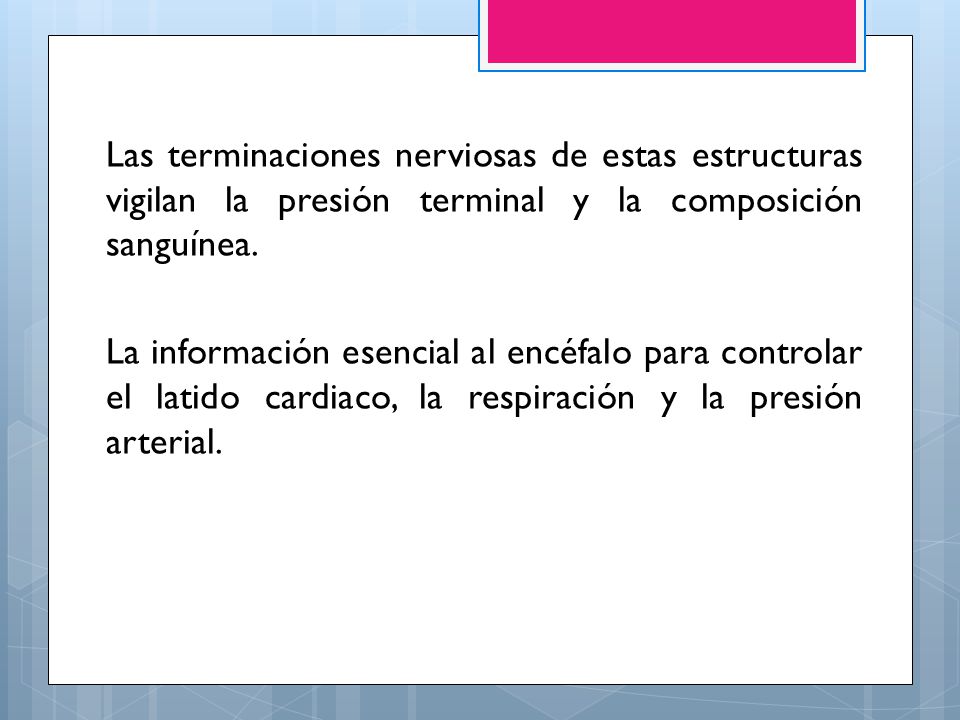 Las terminaciones nerviosas de estas estructuras vigilan la presión terminal y la composición sanguínea.
