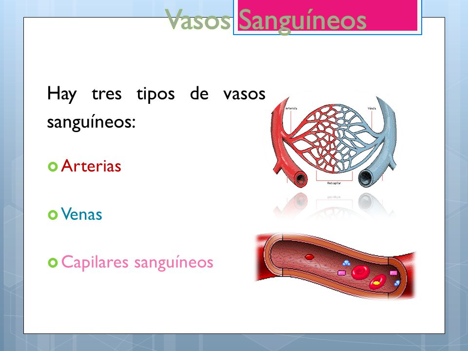 Vasos Sanguíneos Hay tres tipos de vasos sanguíneos: Arterias Venas