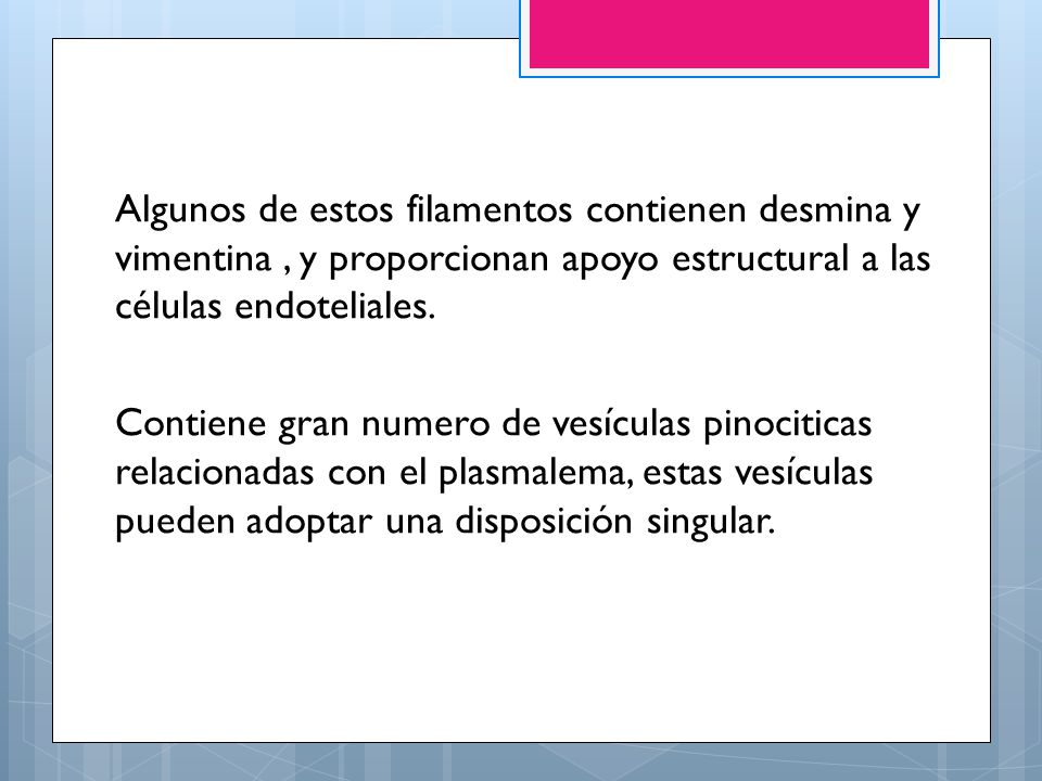 Algunos de estos filamentos contienen desmina y vimentina , y proporcionan apoyo estructural a las células endoteliales.