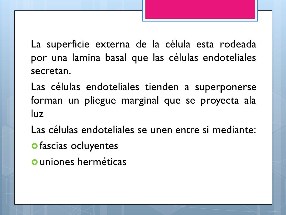 La superficie externa de la célula esta rodeada por una lamina basal que las células endoteliales secretan.