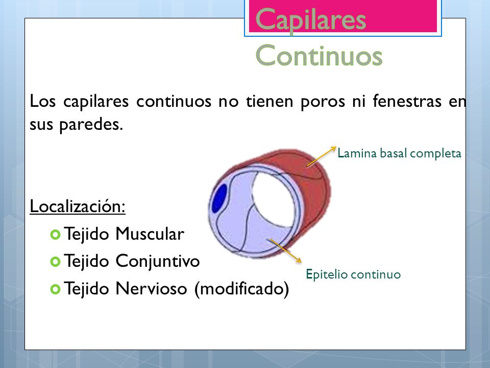 Capilares Continuos Los capilares continuos no tienen poros ni fenestras en sus paredes. Localización:
