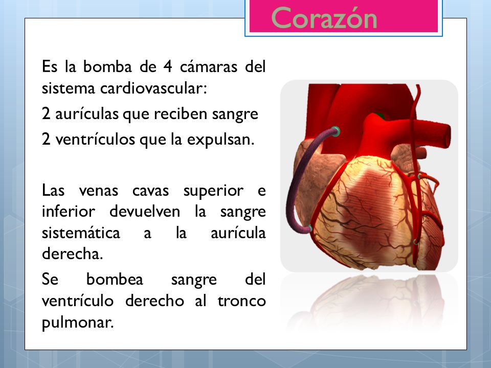 Corazón Es la bomba de 4 cámaras del sistema cardiovascular: