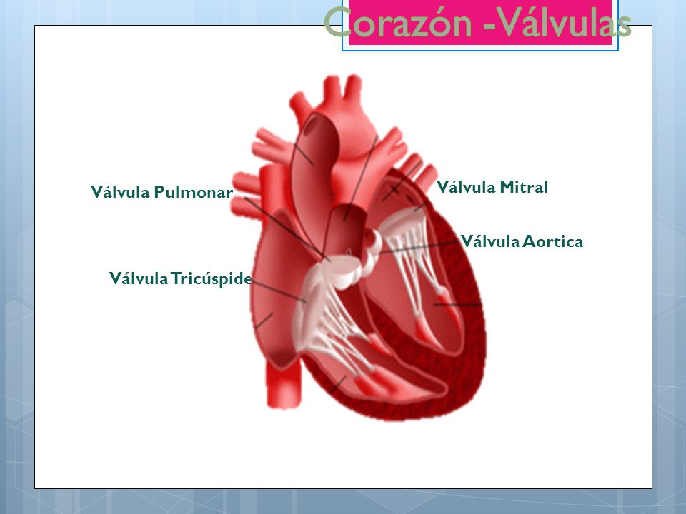 Corazón -Válvulas Válvula Mitral Válvula Pulmonar Válvula Aortica