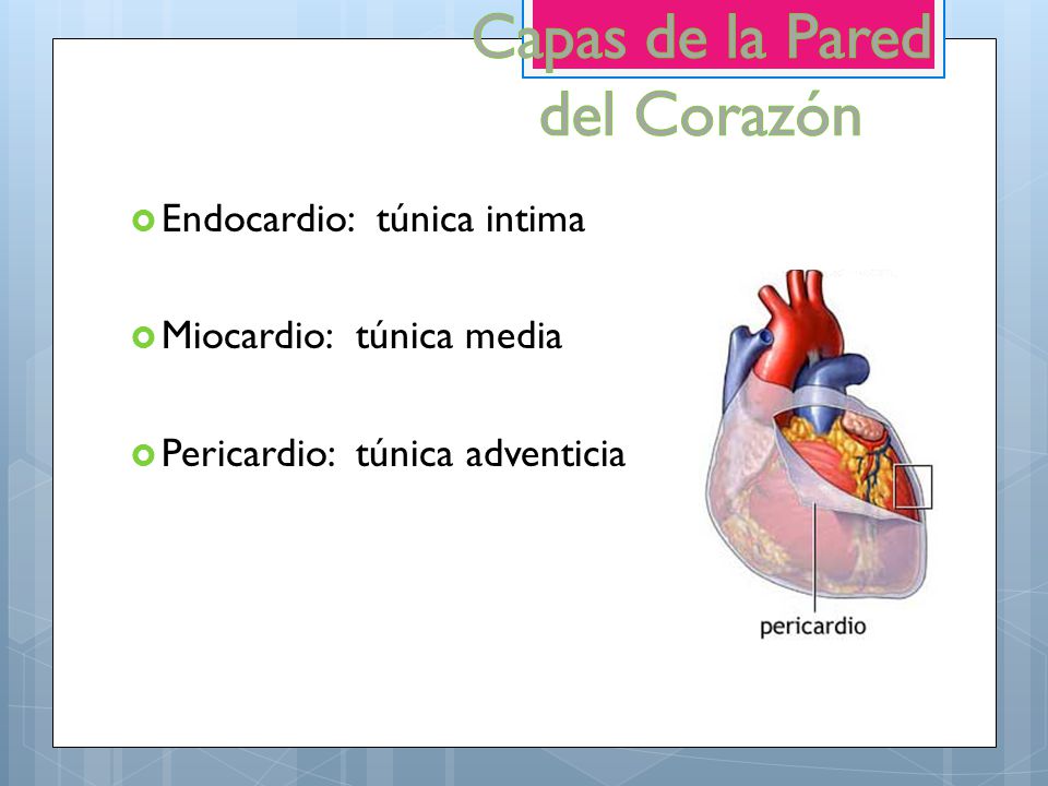 Capas de la Pared del Corazón Endocardio: túnica intima