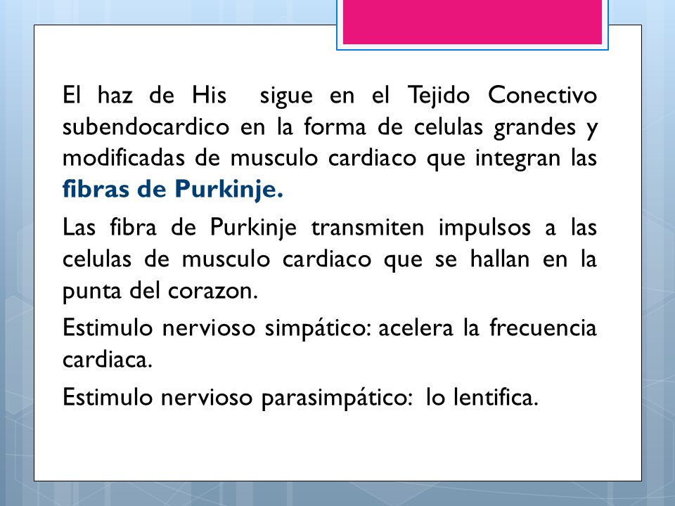 El haz de His sigue en el Tejido Conectivo subendocardico en la forma de celulas grandes y modificadas de musculo cardiaco que integran las fibras de Purkinje.