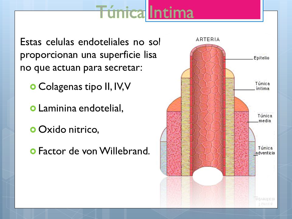 Túnica Intima Estas celulas endoteliales no solo proporcionan una superficie lisa si no que actuan para secretar: