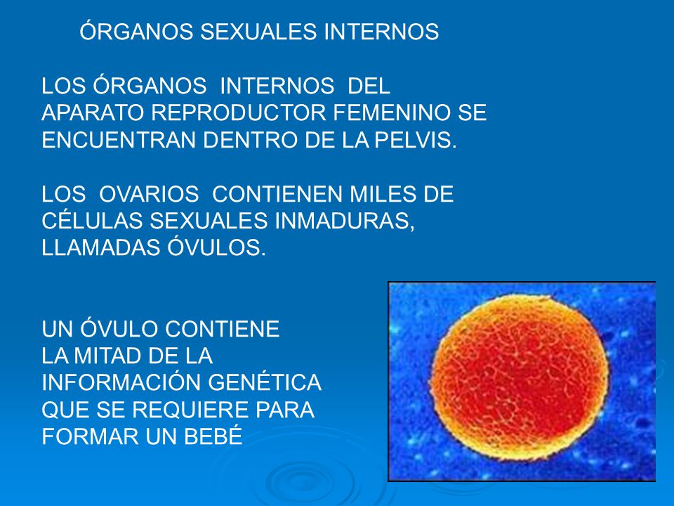 LOS LABIOS MENORES SE ENCUENTRAN DENTRO DE LOS LABIOS MAYORES, RODEAN AL CLÍTORIS Y AL ORIFICIO VAGINAL.