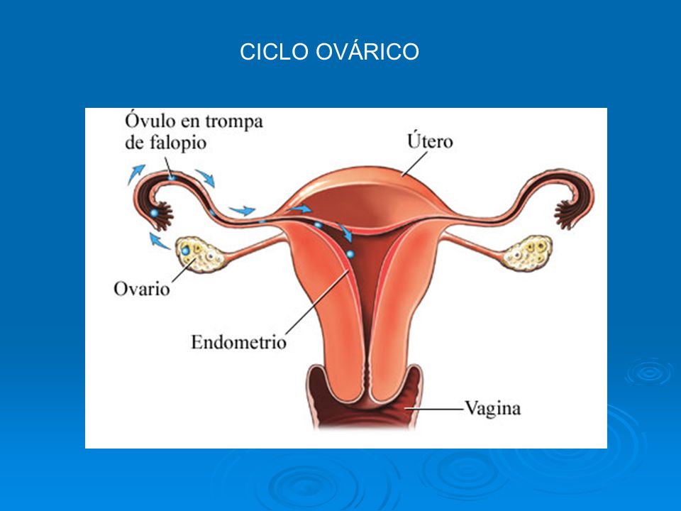 CICLO MENSTRUAL TODOS LOS MESES EL SISTEMA REPRODUCTOR DE LA MUJER SUFRE UNA SERIE DE CAMBIOS, UN CICLO QUE LA PREPARA PARA UN POSIBLE EMBARAZO.