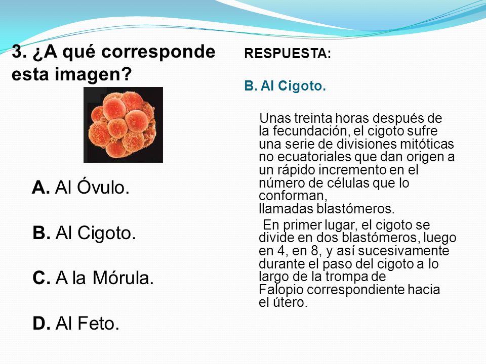 3. ¿A qué corresponde esta imagen. A. Al Óvulo. B. Al Cigoto. C