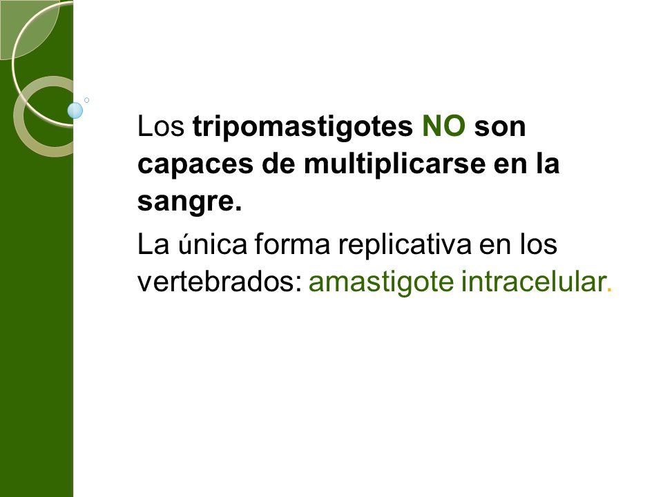 Los tripomastigotes NO son capaces de multiplicarse en la sangre.