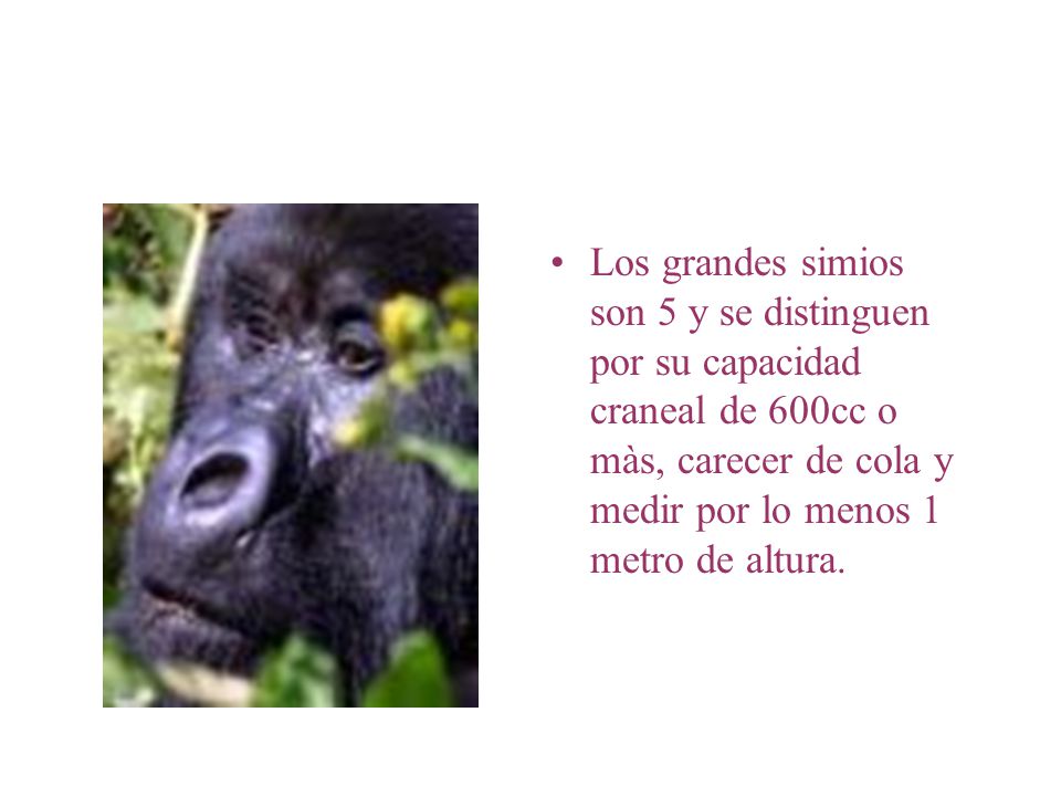 Los grandes simios son 5 y se distinguen por su capacidad craneal de 600cc o màs, carecer de cola y medir por lo menos 1 metro de altura.