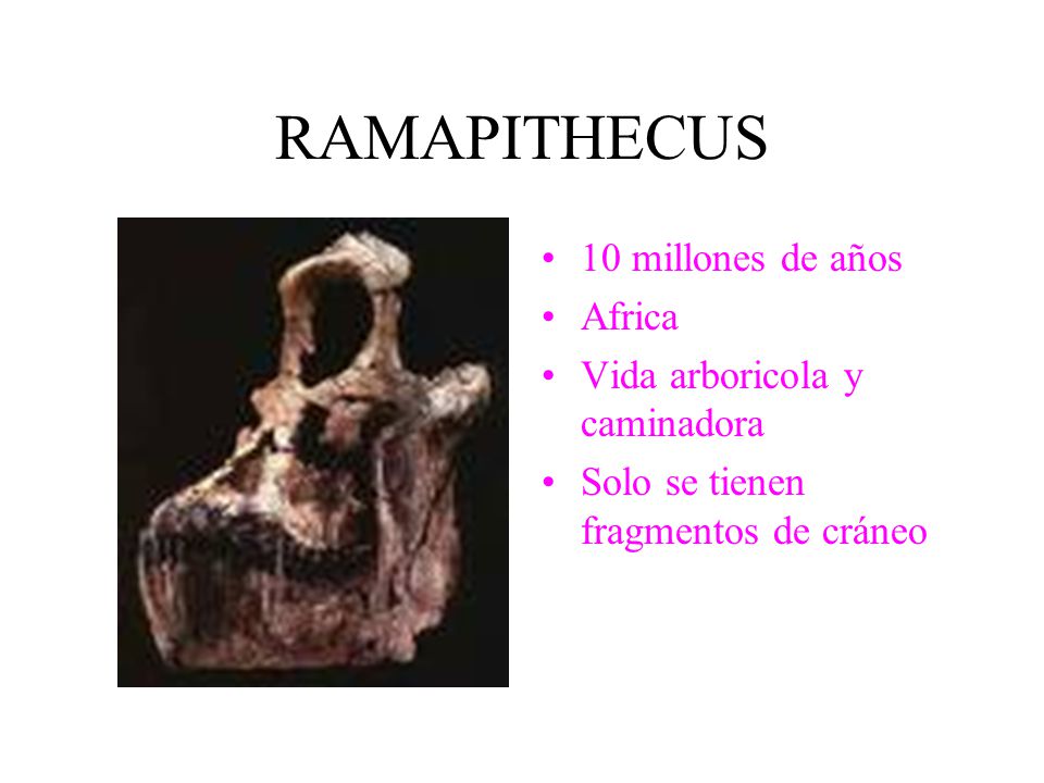 RAMAPITHECUS 10 millones de años Africa Vida arboricola y caminadora
