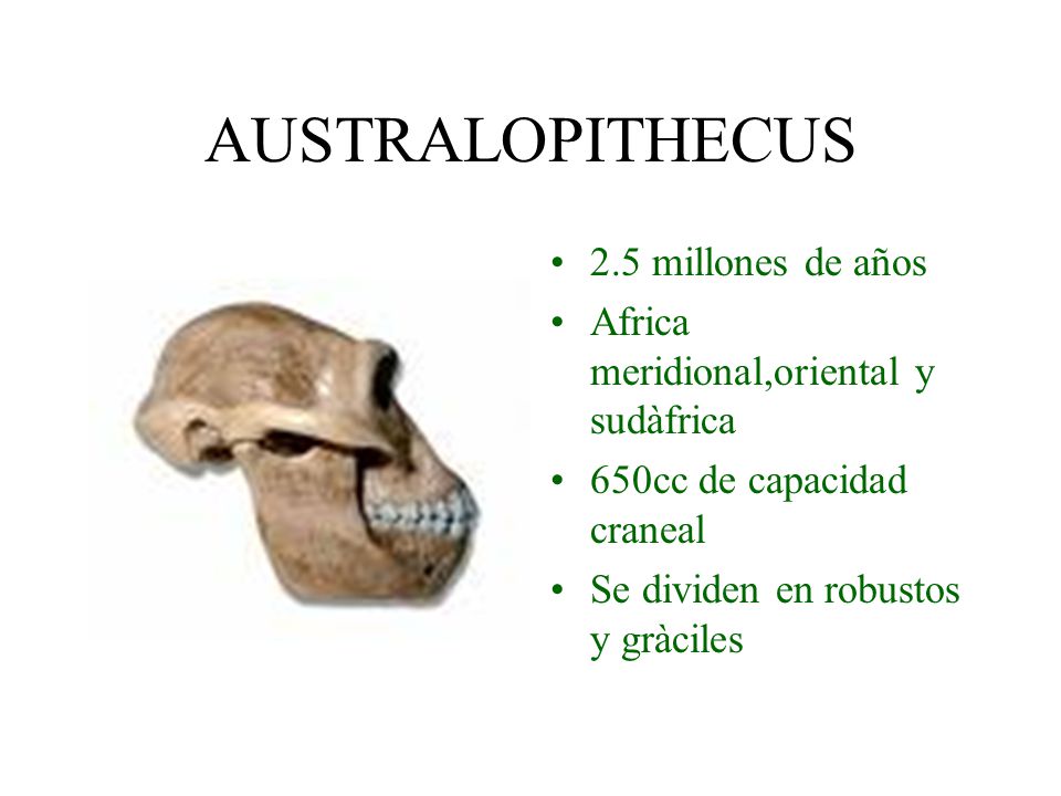 AUSTRALOPITHECUS 2.5 millones de años