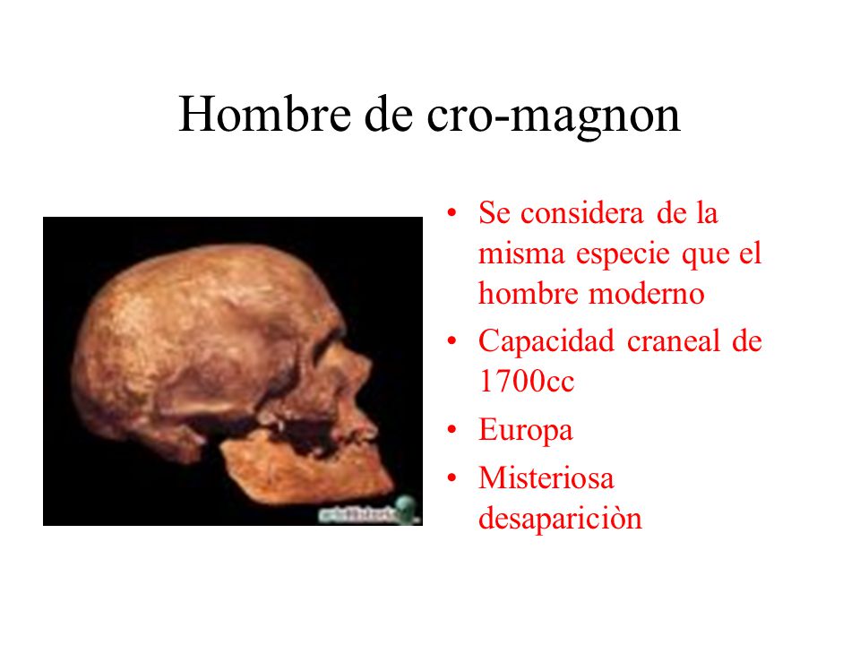 Hombre de cro-magnon Se considera de la misma especie que el hombre moderno. Capacidad craneal de 1700cc.