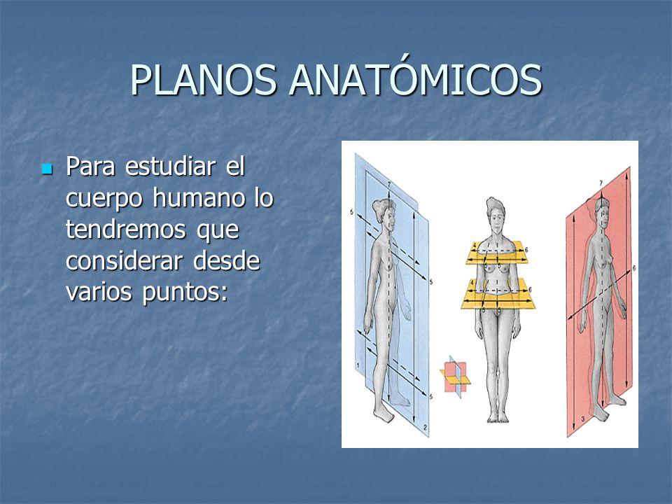 PLANOS ANATÓMICOS Para estudiar el cuerpo humano lo tendremos que considerar desde varios puntos: