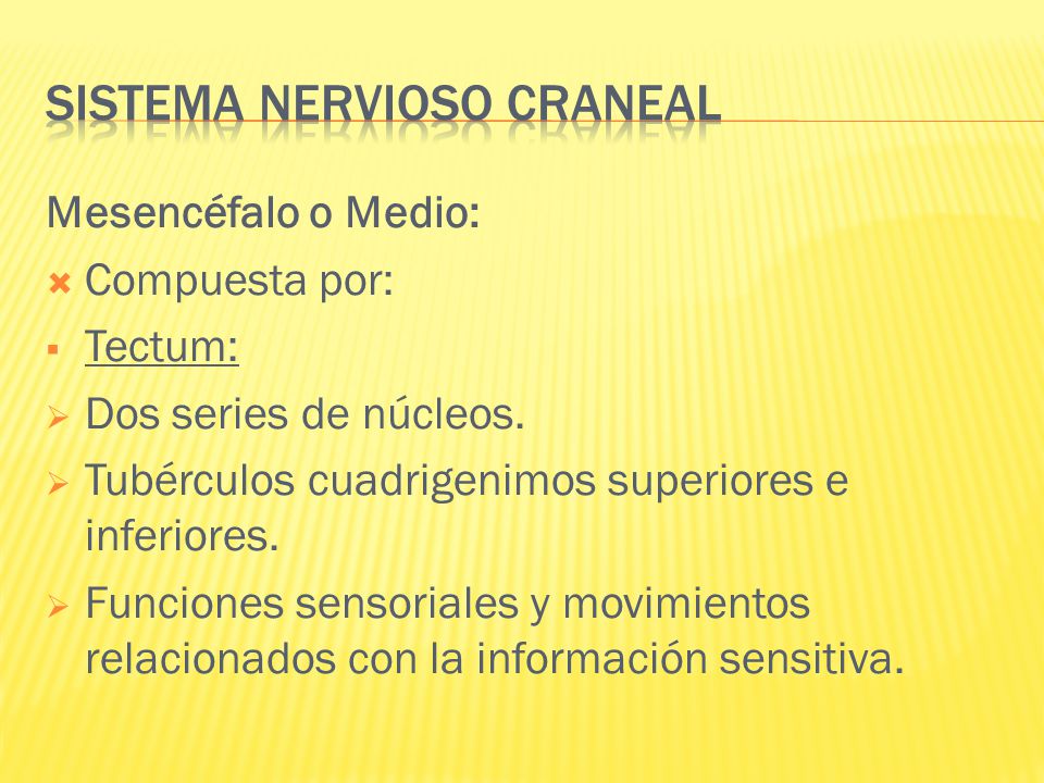 Sistema Nervioso Craneal