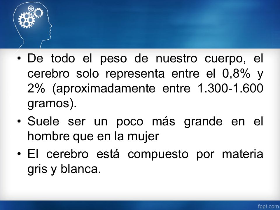 De todo el peso de nuestro cuerpo, el cerebro solo representa entre el 0,8% y 2% (aproximadamente entre gramos).