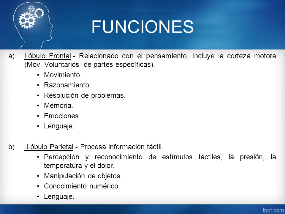 FUNCIONES Lóbulo Frontal.- Relacionado con el pensamiento, incluye la corteza motora (Mov. Voluntarios de partes específicas).