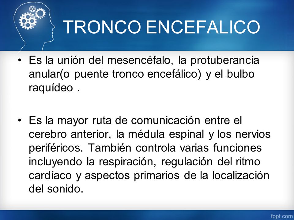 TRONCO ENCEFALICO Es la unión del mesencéfalo, la protuberancia anular(o puente tronco encefálico) y el bulbo raquídeo .
