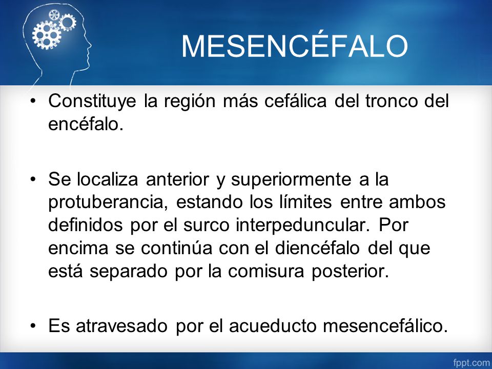 MESENCÉFALO Constituye la región más cefálica del tronco del encéfalo.