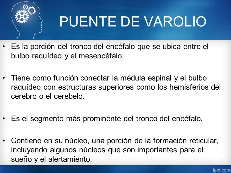 PUENTE DE VAROLIO Es la porción del tronco del encéfalo que se ubica entre el bulbo raquídeo y el mesencéfalo.