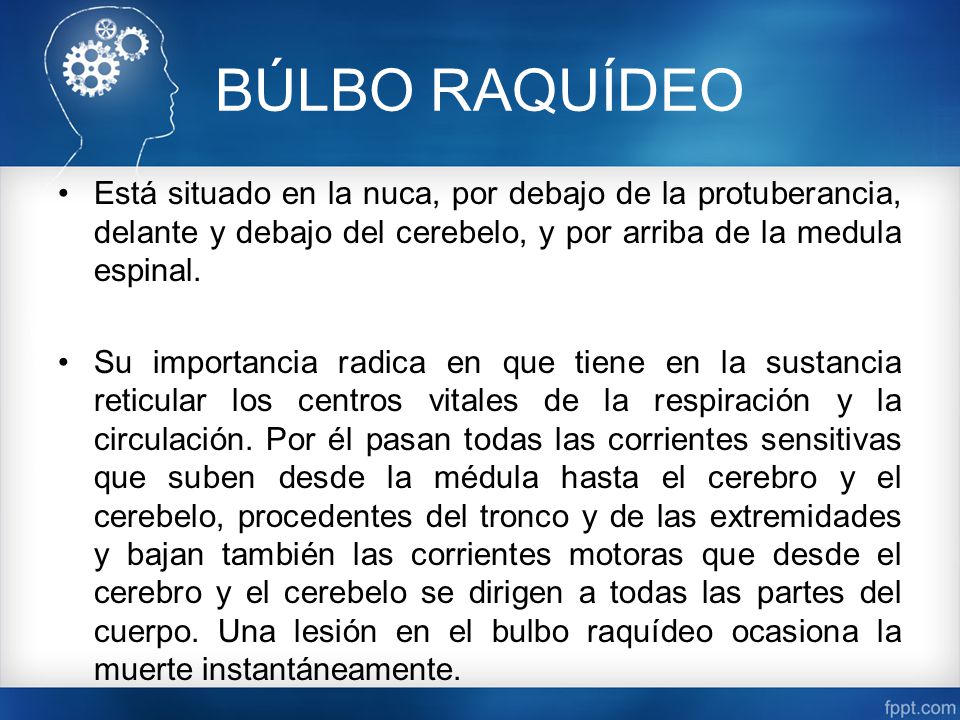 BÚLBO RAQUÍDEO Está situado en la nuca, por debajo de la protuberancia, delante y debajo del cerebelo, y por arriba de la medula espinal.