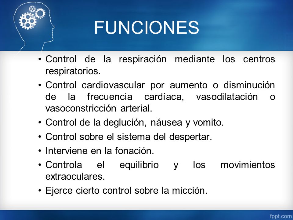 FUNCIONES Control de la respiración mediante los centros respiratorios.