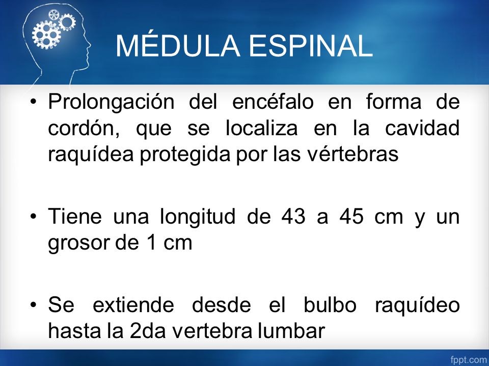 MÉDULA ESPINAL Prolongación del encéfalo en forma de cordón, que se localiza en la cavidad raquídea protegida por las vértebras.