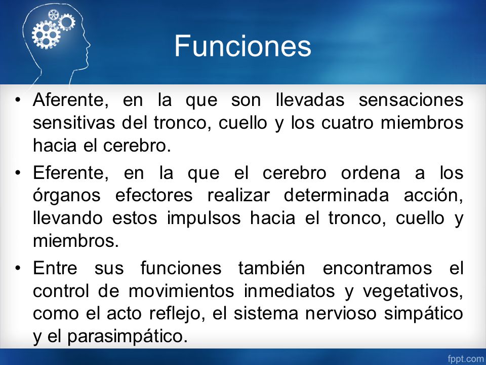 Funciones Aferente, en la que son llevadas sensaciones sensitivas del tronco, cuello y los cuatro miembros hacia el cerebro.
