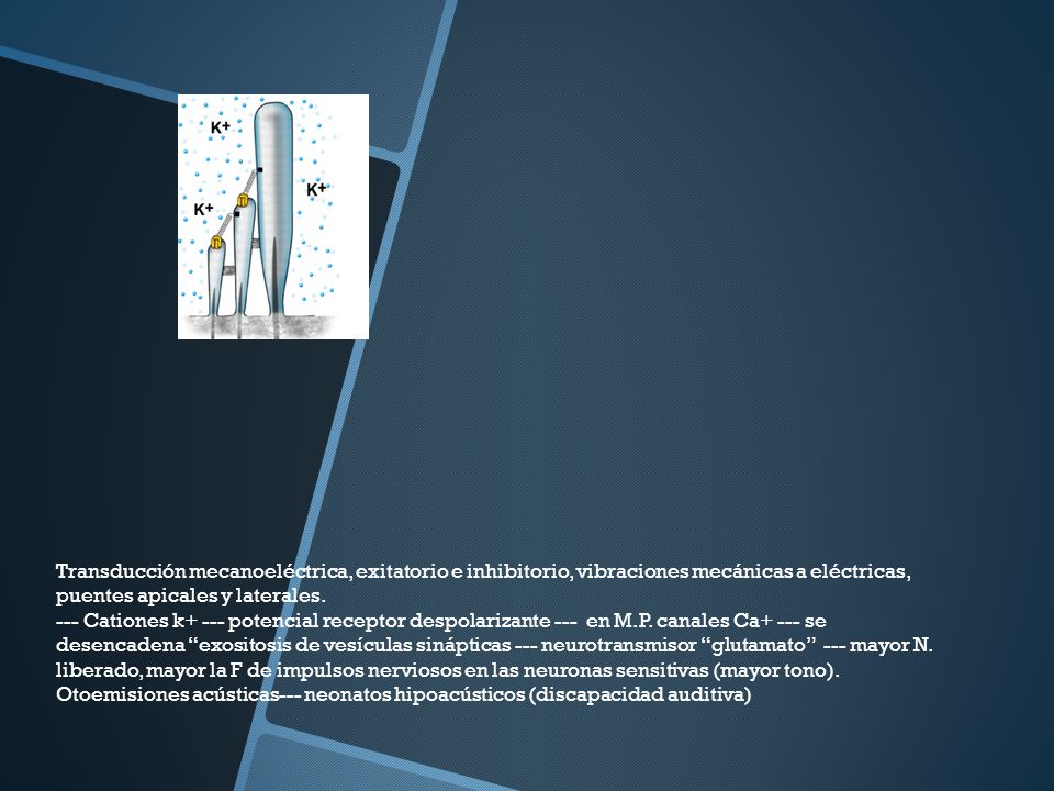 Transducción mecanoeléctrica, exitatorio e inhibitorio, vibraciones mecánicas a eléctricas, puentes apicales y laterales.