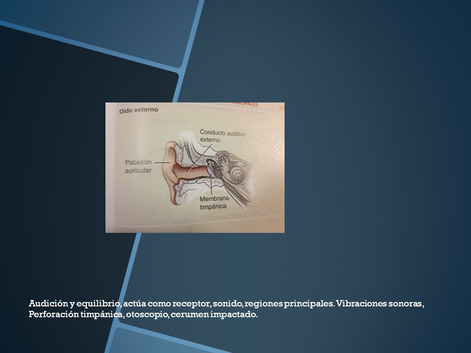 Audición y equilibrio, actúa como receptor, sonido, regiones principales.