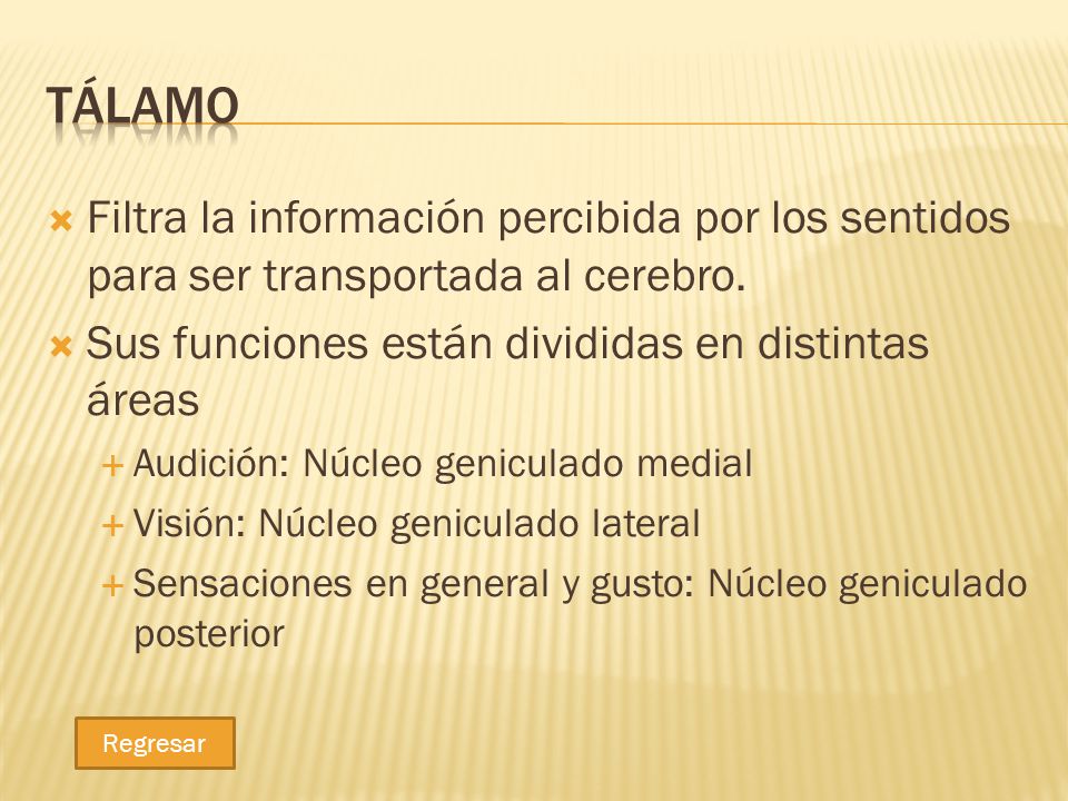 Tálamo Filtra la información percibida por los sentidos para ser transportada al cerebro. Sus funciones están divididas en distintas áreas.