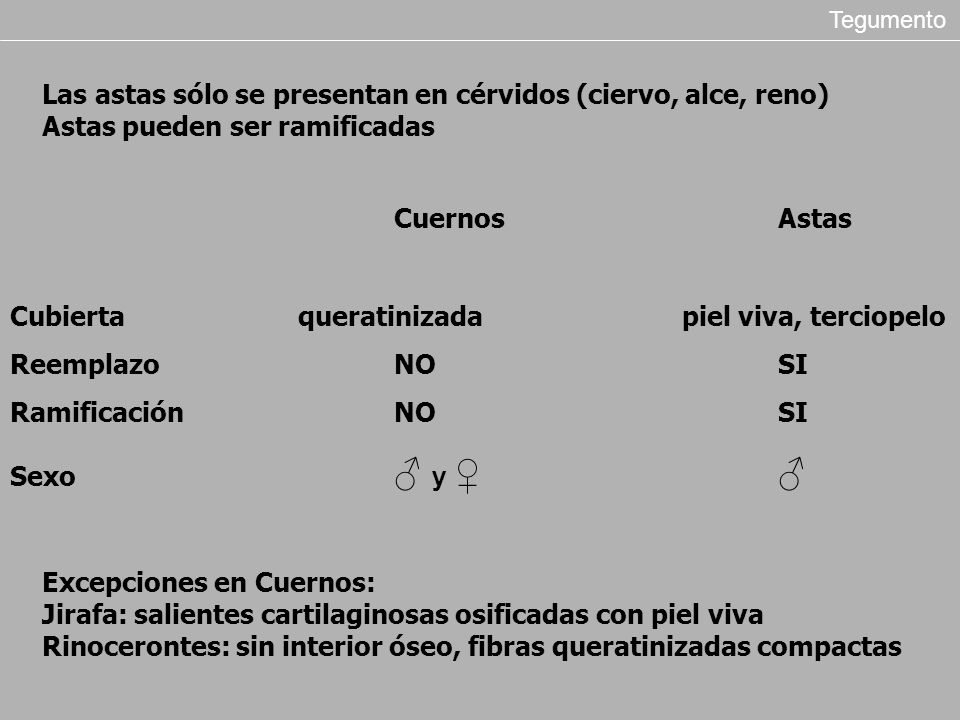 Tegumento Las astas sólo se presentan en cérvidos (ciervo, alce, reno) Astas pueden ser ramificadas.