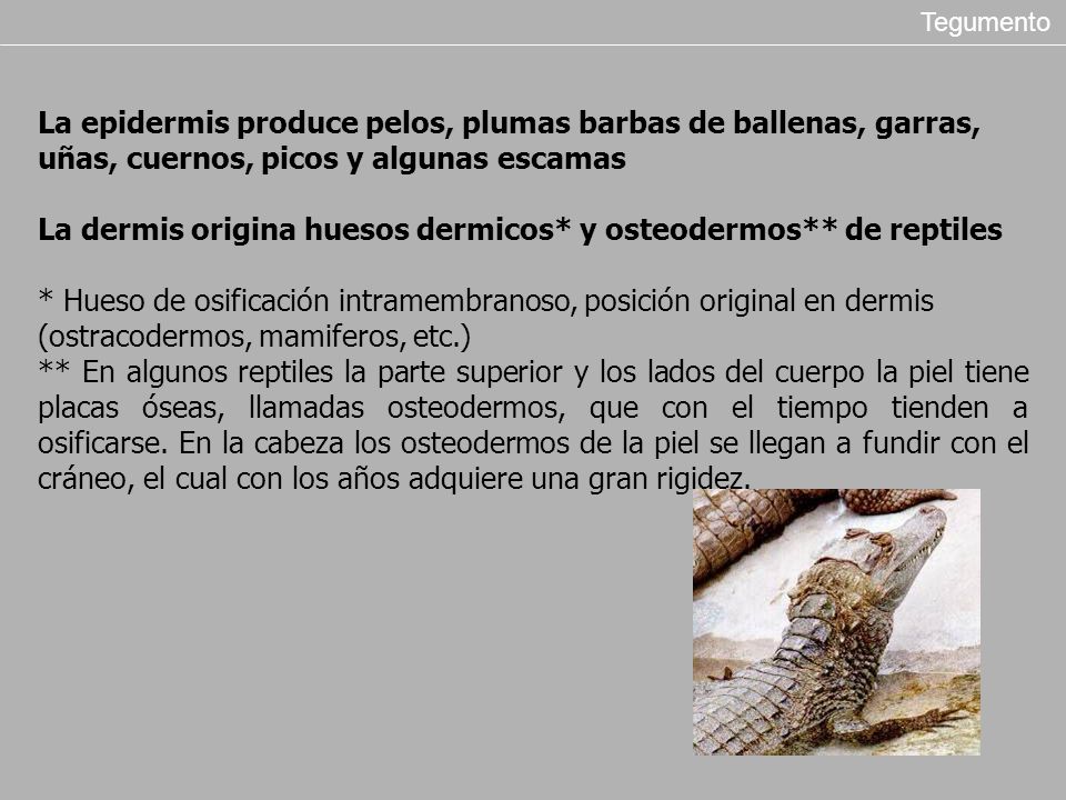 La dermis origina huesos dermicos* y osteodermos** de reptiles