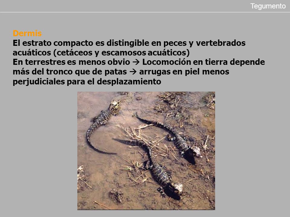 Tegumento Dermis. El estrato compacto es distingible en peces y vertebrados acuáticos (cetáceos y escamosos acuáticos)