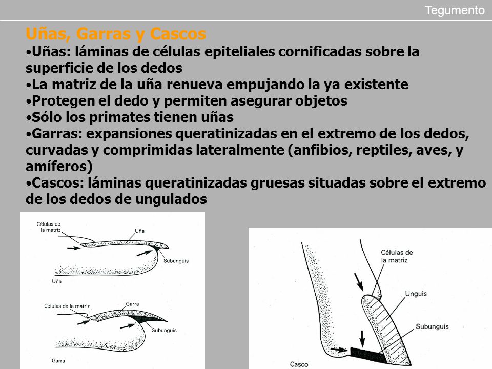 Tegumento Uñas, Garras y Cascos. Uñas: láminas de células epiteliales cornificadas sobre la superficie de los dedos.
