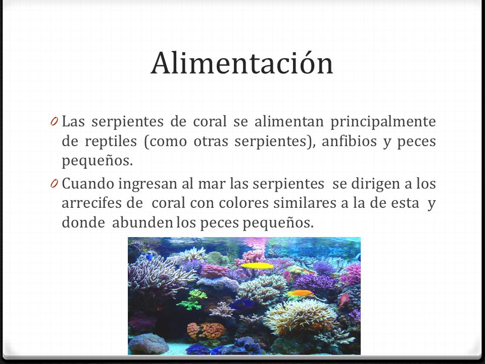 Alimentación Las serpientes de coral se alimentan principalmente de reptiles (como otras serpientes), anfibios y peces pequeños.
