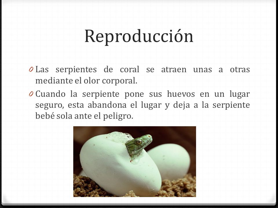 Reproducción Las serpientes de coral se atraen unas a otras mediante el olor corporal.