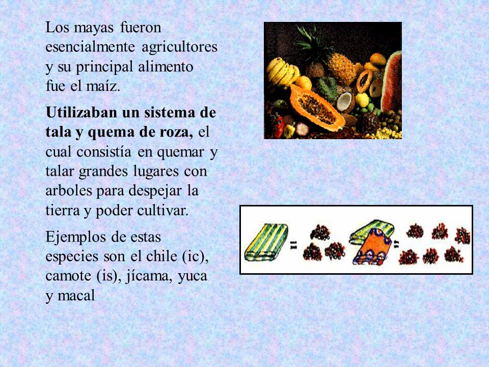 Los mayas fueron esencialmente agricultores y su principal alimento fue el maíz.
