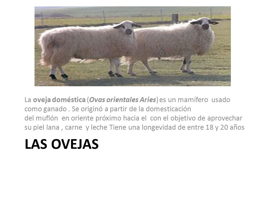 La oveja doméstica (Ovas orientales Aries) es un mamífero usado como ganado . Se originó a partir de la domesticación del muflón en oriente próximo hacia el con el objetivo de aprovechar su piel lana , carne y leche Tiene una longevidad de entre 18 y 20 años