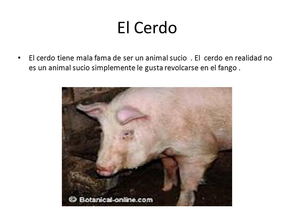 El Cerdo El cerdo tiene mala fama de ser un animal sucio .