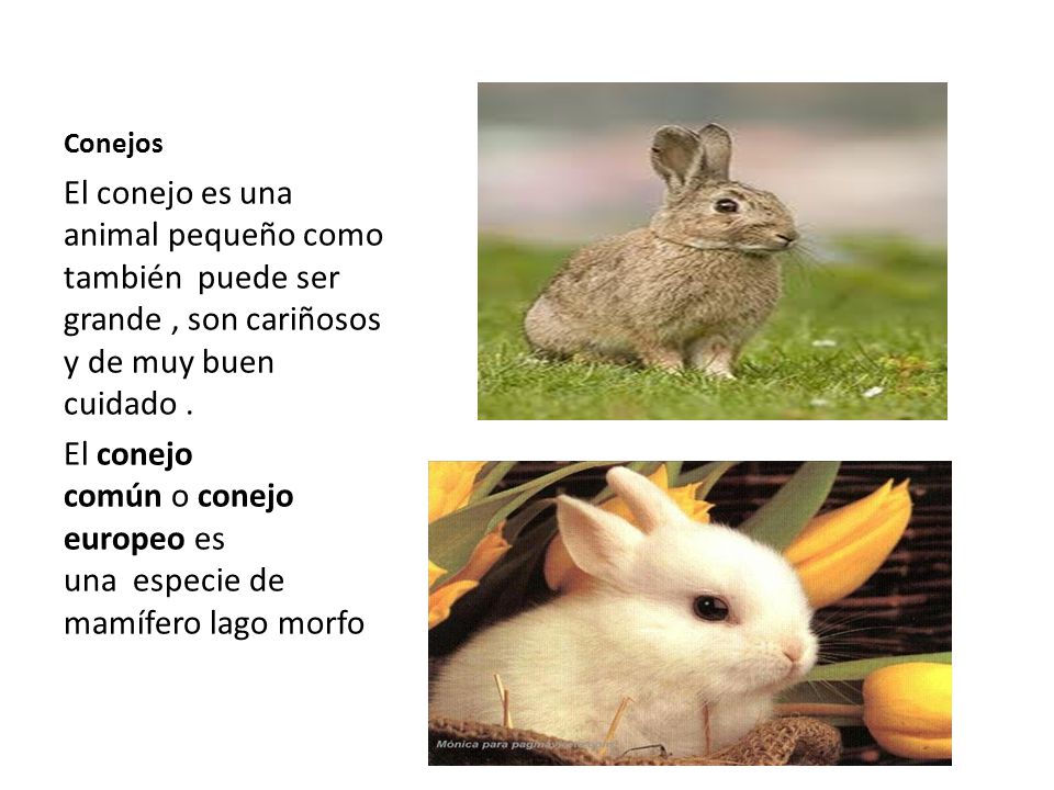 El conejo común o conejo europeo es una especie de mamífero lago morfo