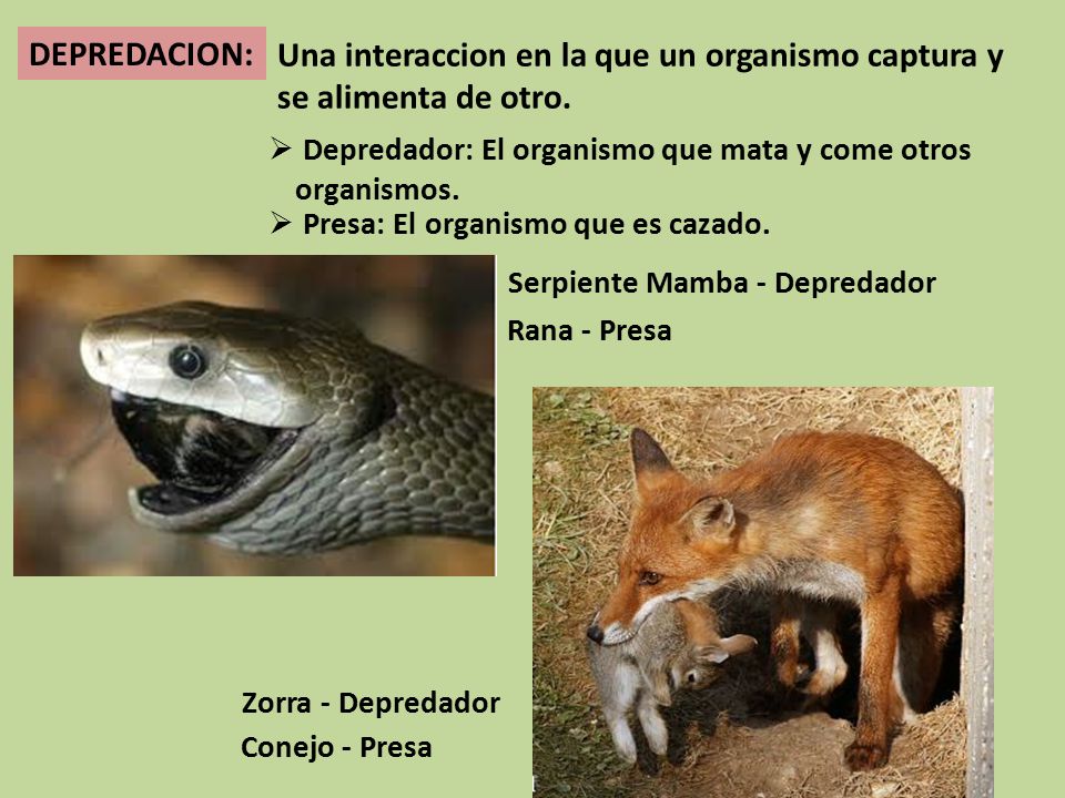 Una interaccion en la que un organismo captura y se alimenta de otro.