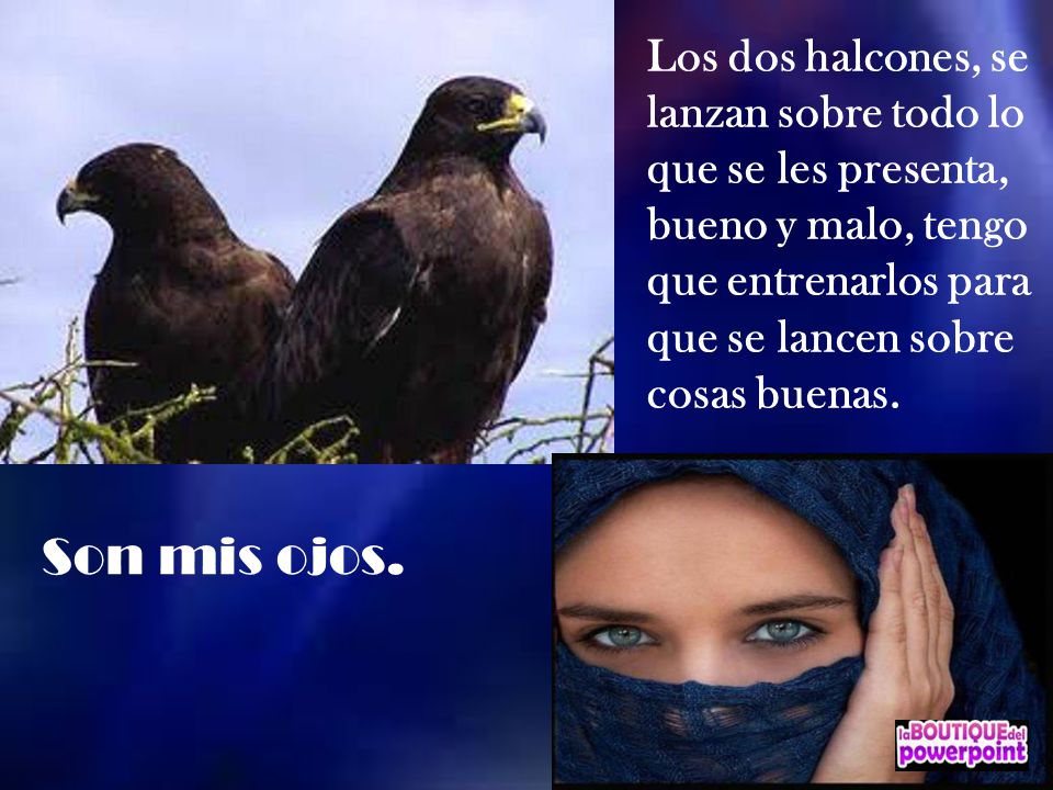 Los dos halcones, se lanzan sobre todo lo que se les presenta, bueno y malo, tengo que entrenarlos para que se lancen sobre cosas buenas.