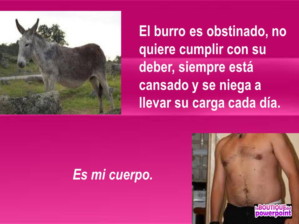 El burro es obstinado, no quiere cumplir con su deber, siempre está cansado y se niega a llevar su carga cada día.