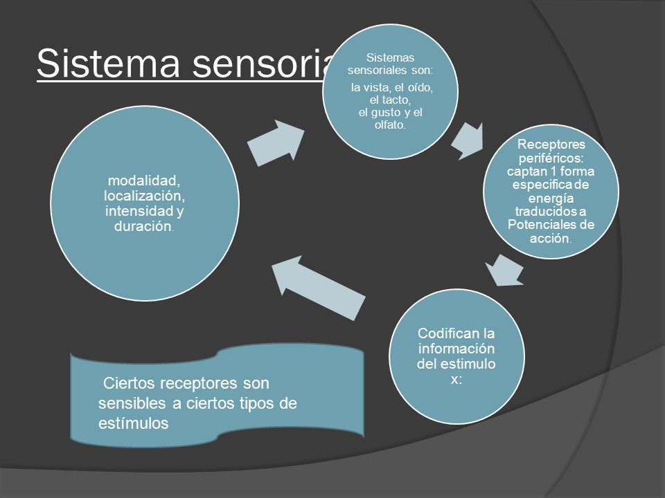 Sistema sensorial la vista, el oído, el tacto, el gusto y el olfato. Sistemas sensoriales son: