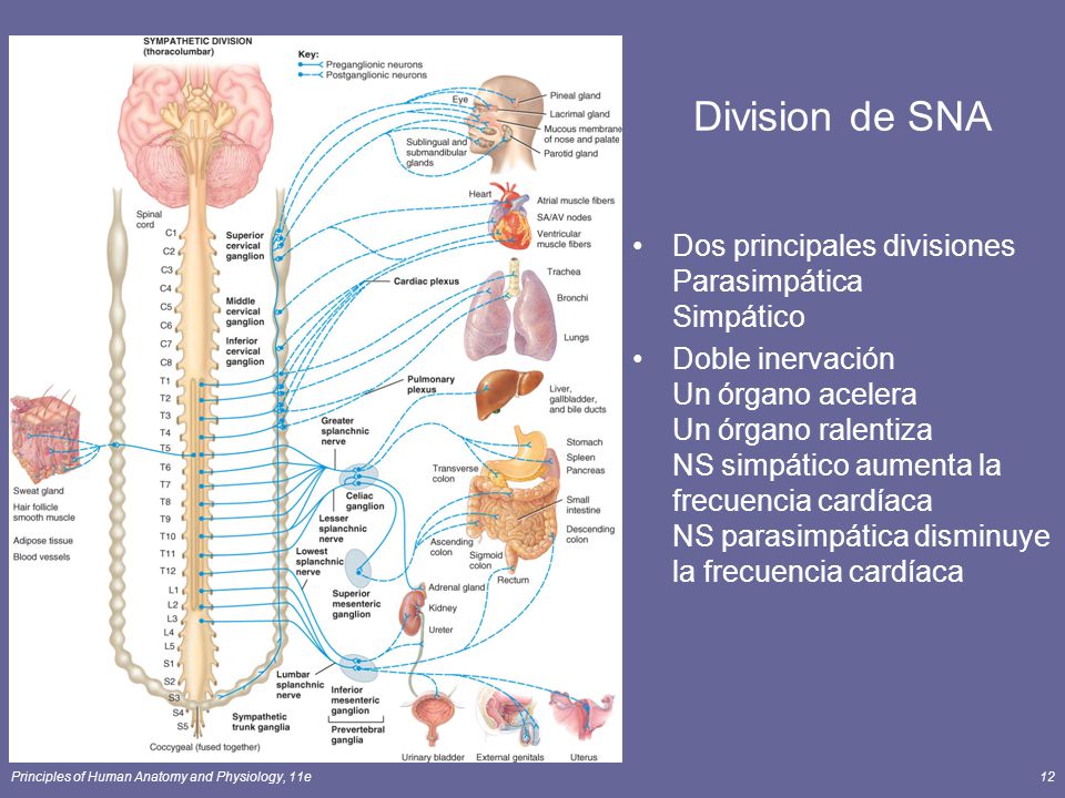 Division de SNA Dos principales divisiones Parasimpática Simpático